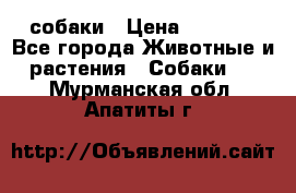 собаки › Цена ­ 2 500 - Все города Животные и растения » Собаки   . Мурманская обл.,Апатиты г.